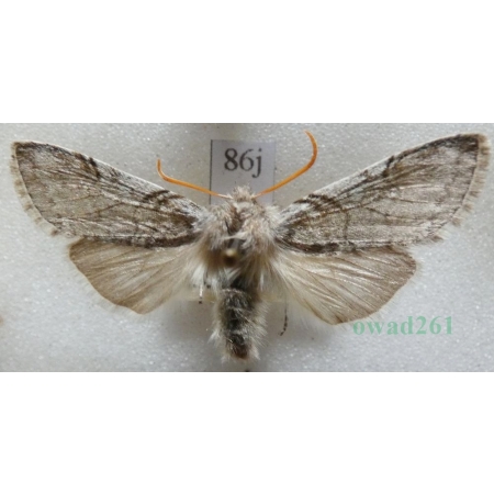 Achlya flavicornis (Linnaeus, 1758) Przestrożnica żółtorożka Czech86j